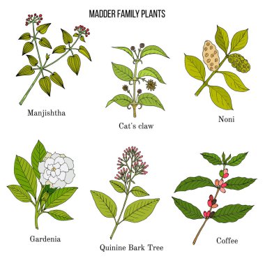 Rubiaceae or coffee, madder, or bedstraw family of flowering plants. clipart