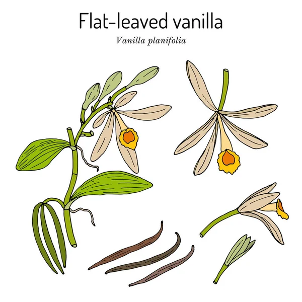 Vainilla V. planifolia de hoja plana o antillana, planta medicinal — Vector de stock