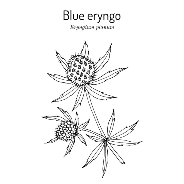 Blue Eryngo Eryngium Planum, лекарственное растение — стоковый вектор
