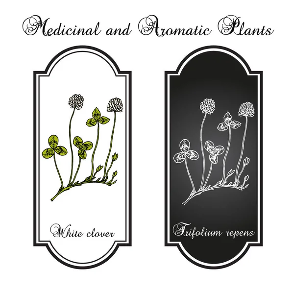 Trébol blanco Trifolium repens, forraje y planta medicinal — Vector de stock