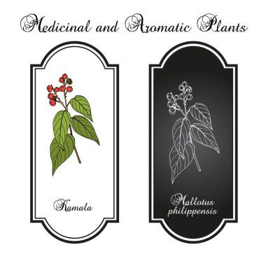 Kırmızı kamala veya kumkum ağacı Mallotus philippensis, tıbbi bitki.