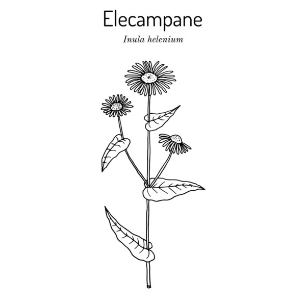 Elecampane inula helenium, ou cura de cavalos, ou elfdock, planta medicinal — Vetor de Stock