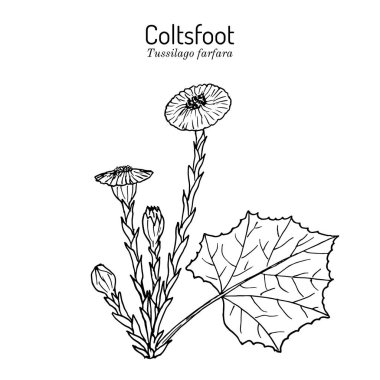 Coltsfoot tussilago farfara - tıbbi bitki
