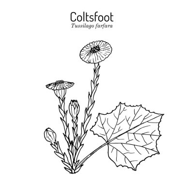 Coltsfoot tussilago farfara - medicinal plant clipart