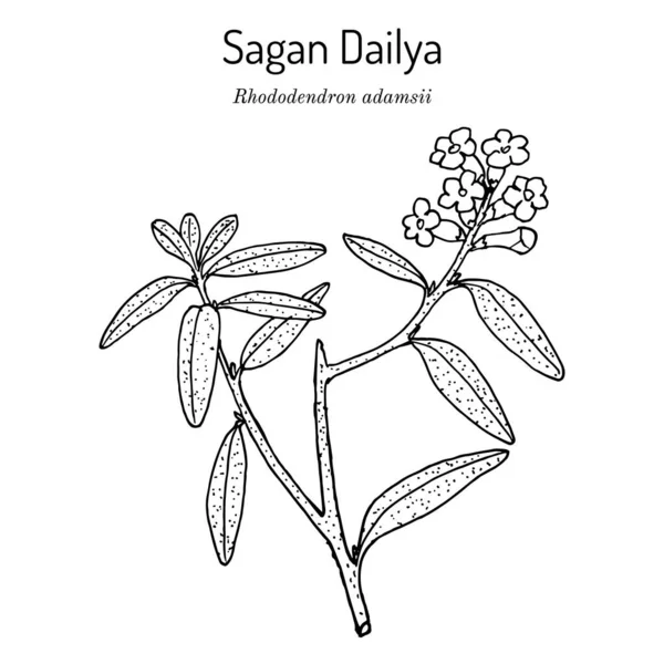 Saagan Dailya Rhododendron adamsii , medicinal plant — Stock Vector