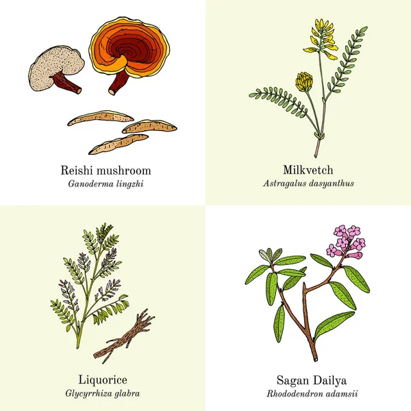 Conjunto de plantas medicinales adaptogénicas — Vector de stock