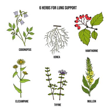 Set of best herbs for lung support clipart