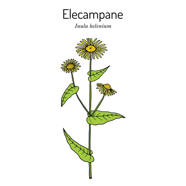Elecampane inula helenium, lub uzdrowienie koni, lub elfdock, rośliny lecznicze — Wektor stockowy