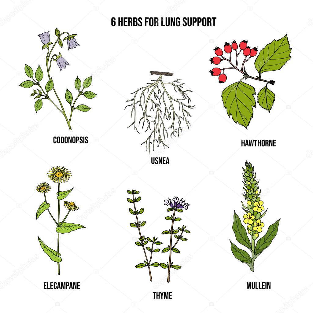Set of best herbs for lung support