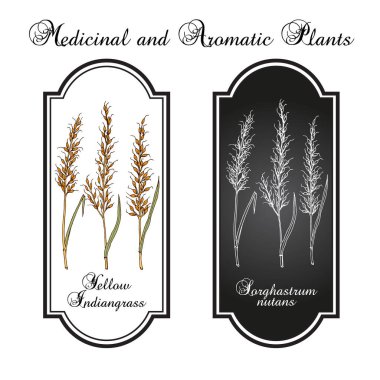 Sarı Hint otları Sorghastrum fındıkları, çayır otları