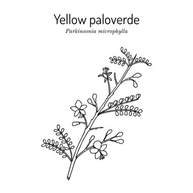 Yellow palo verde or little-leaved paloverde Parkinsonia microphylla , edible and ornamental plant clipart