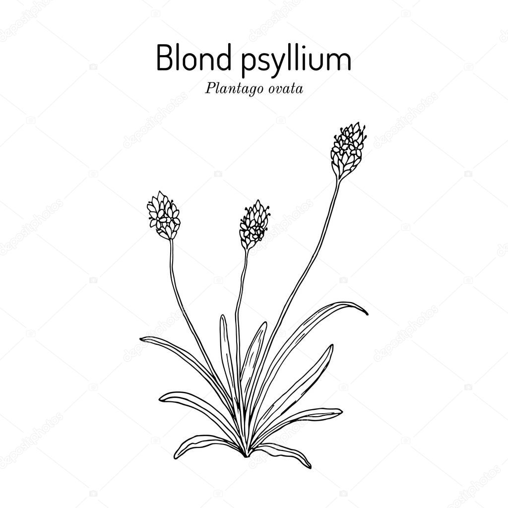 Blond plantain or psyllium, or desert Indianwheat, or ispaghul, plantago ovata , medicinal plant.