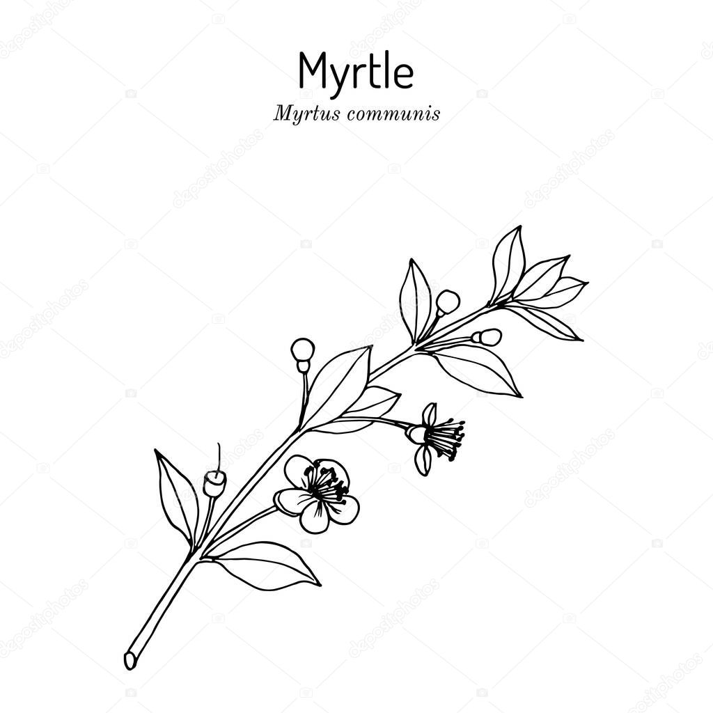 Myrtle or Myrtus communis, vector illustration