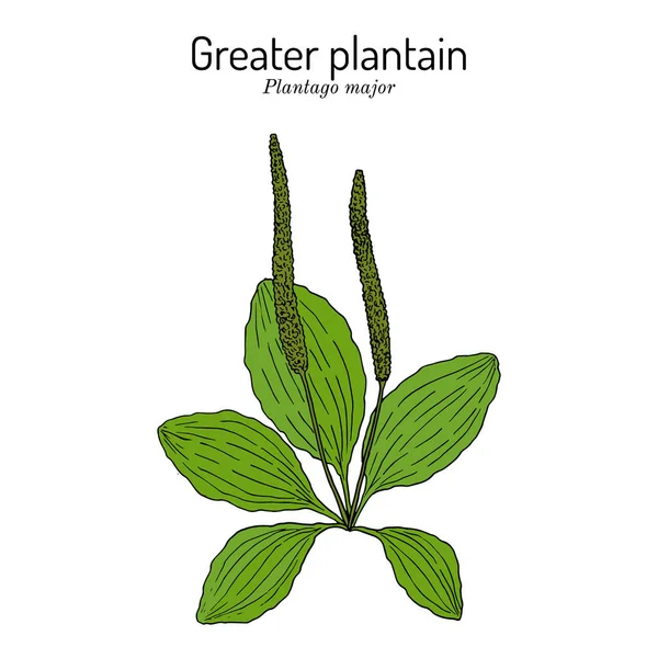 Grand plantain. Plantago major - plante médicinale — Image vectorielle