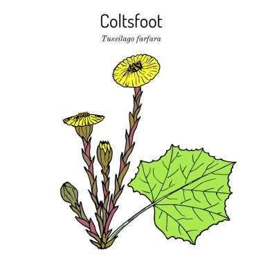 Coltsfoot tussilago farfara - tıbbi bitki