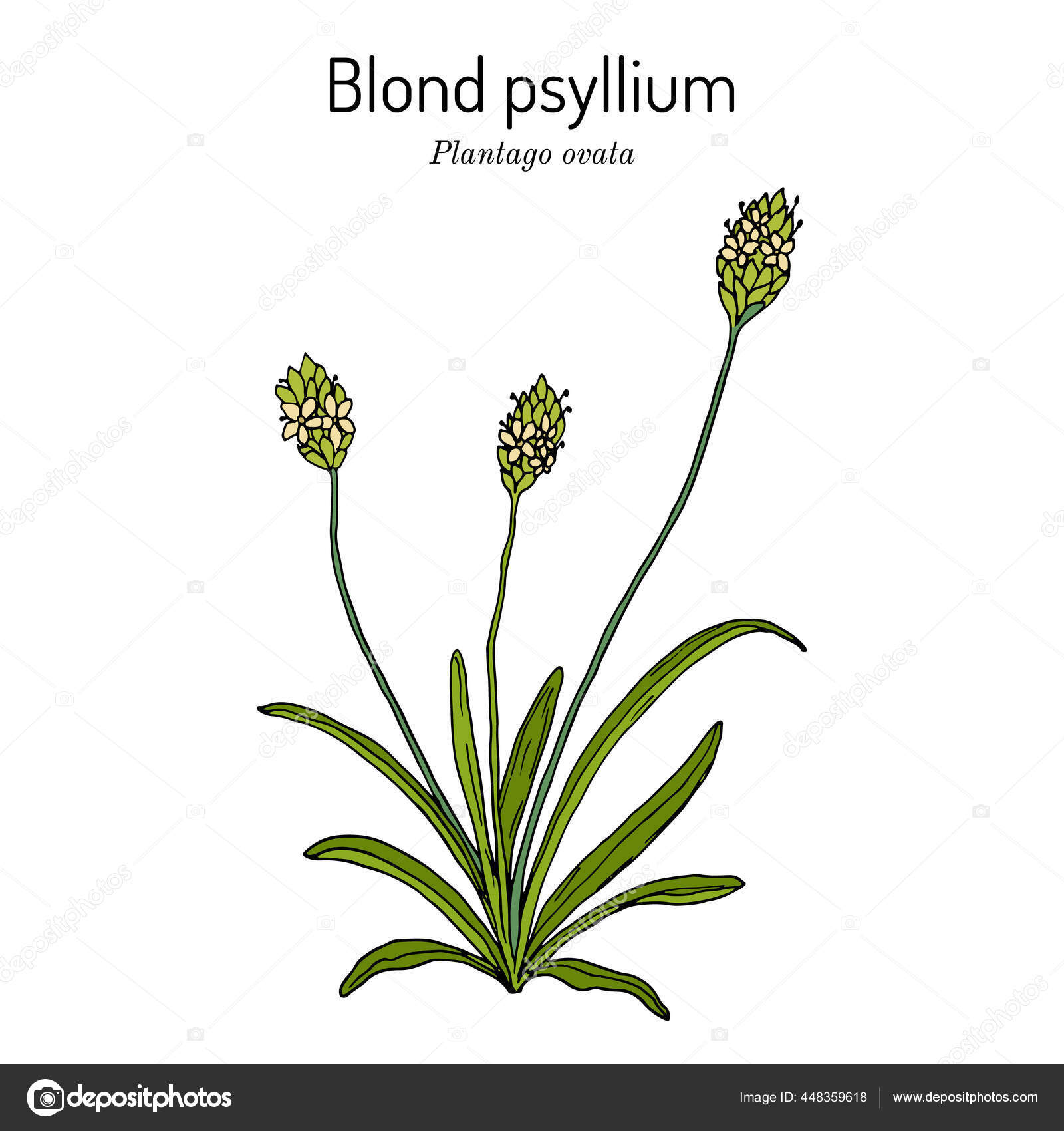 blond plantain or psyllium, plantago ovata , medicinal plant stock