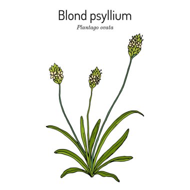 Blond plantain or psyllium, plantago ovata , medicinal plant