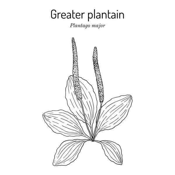 Gran plátano. Plantago major - planta medicinal — Vector de stock