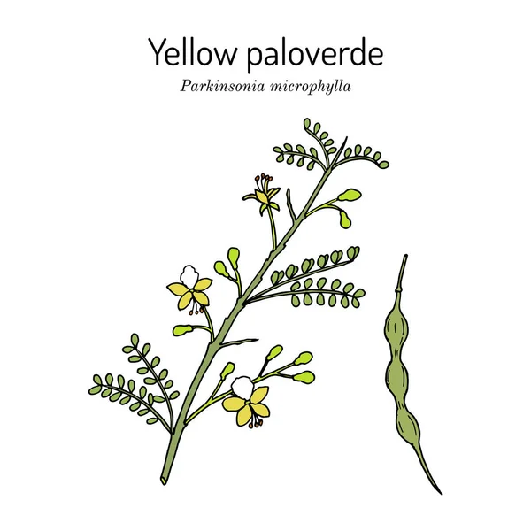 옐로 팔로 베르데 (Yellow palo verde) 또는 거의 잎이 없는 팔로 보풀 (paloverde Parkinsonia) 마이크로 필라 (microphylla), 먹을 수있고 장식용 식물, — 스톡 벡터