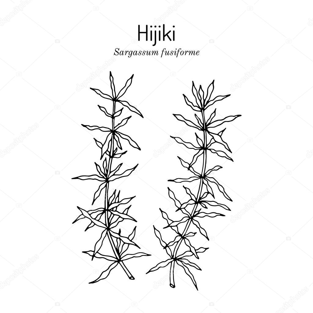 Hijiki sargassum fusiforme , edible seaweed