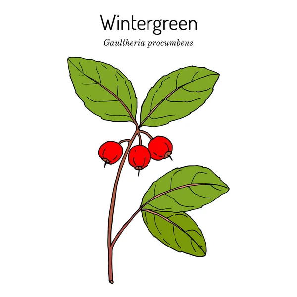 Inverno americano - gaultheria procumbens - planta aromática —  Vetores de Stock