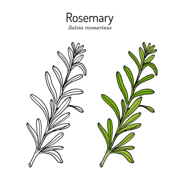 Rosemary, fűszer és orvosi gyógynövény — Stock Vector