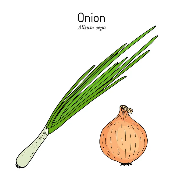 Onion allium cepa , kitchen and medicinal plant — Stock Vector