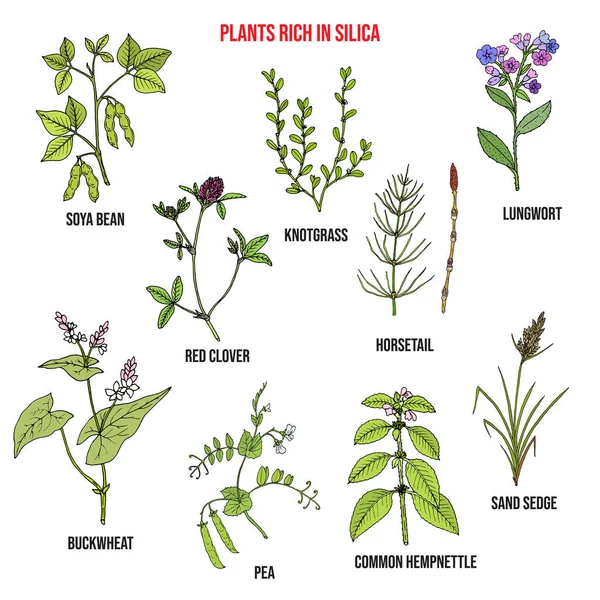Set van planten rijk aan silica — Stockvector