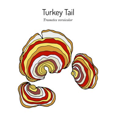 Türkiye kuyruklu mantar Trametleri versicolor, tıbbi bitki.