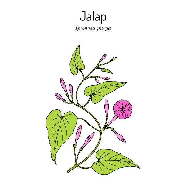 Jalap ipomoea purga, léčivá rostlina. — Stockový vektor