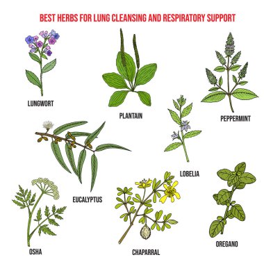 Akciğer temizleme ve solunum desteği için en iyi bitkiler.