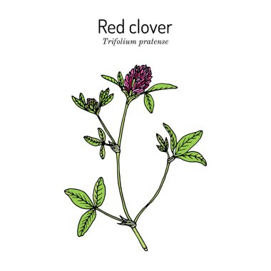Kırmızı Yonca veya Trifolium pratense, vektör illüstrasyonu