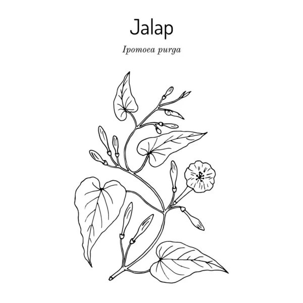 Jalap ipomoea purga, léčivá rostlina — Stockový vektor