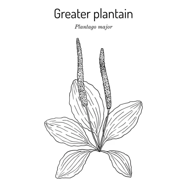 Grande bananeira. Plantago major - planta medicinal — Vetor de Stock