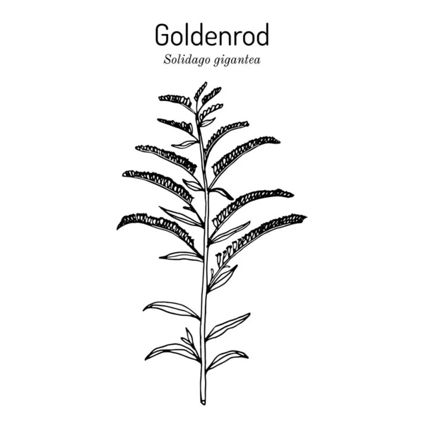Goldenrod Solidago gigantea, planta medicinal — Vector de stock