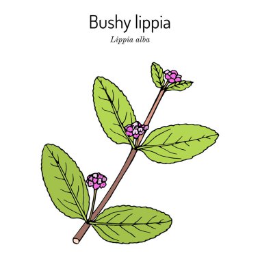 Çalı dudaklı Lippia alba, tıbbi bitki.