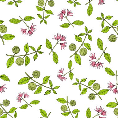 Kestane rengi kestane rengi kalodendrum kapsülü, tıbbi bitki.