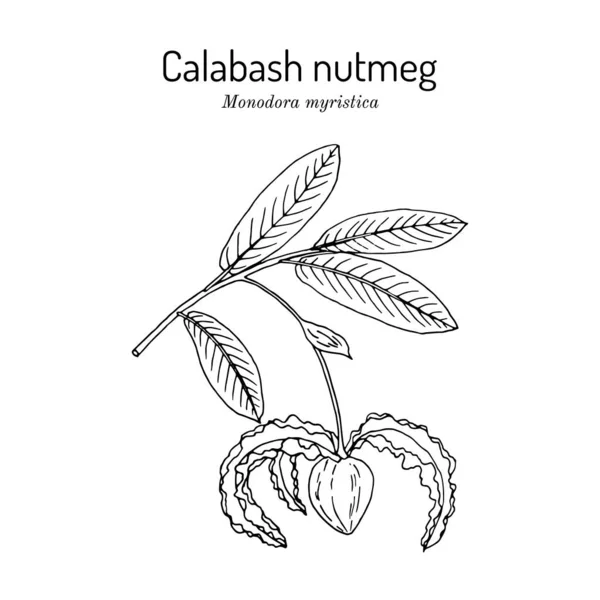 Мускатний мускатний горіх Calabash monodora myrica , лікарська рослина . — стоковий вектор