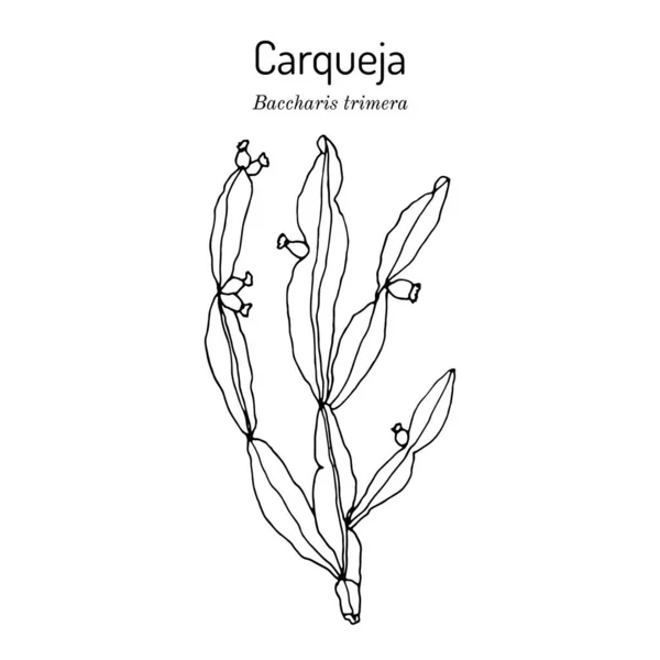 Carqueja, Baccharis trimera, medicinal plant — Stock Vector