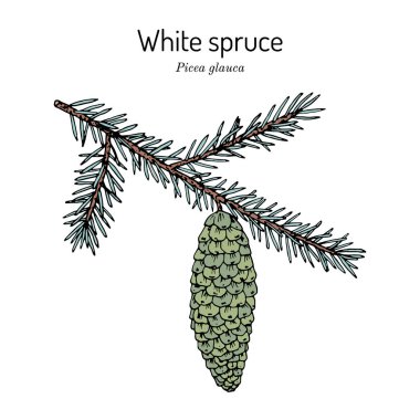 White veya Black Hills ladini Picea glauca, Güney Dakota eyaleti ağacı.
