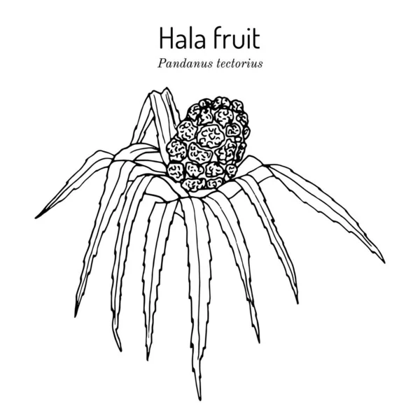 Hala-Frucht, Pandanus tectorius, essbare und Heilpflanze — Stockvektor
