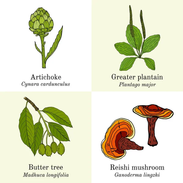Uppsättning ätbara växter och medicinalväxter — Stock vektor