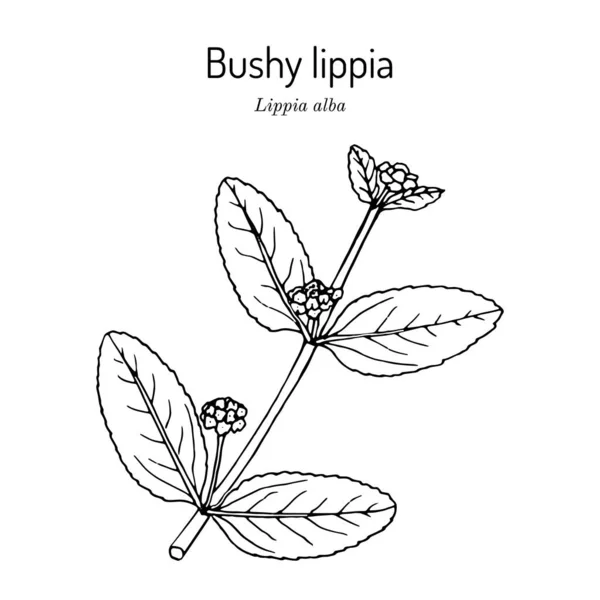Bushy lippia, or pitiona, Lippia alba , medicinal plant — Vettoriale Stock