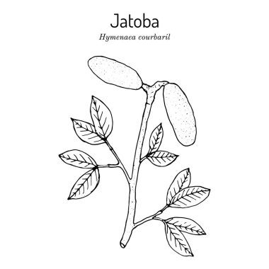 Jatoba, Hymenaea courbaril, or West Indian locust, Brazilian cherry, edible plant