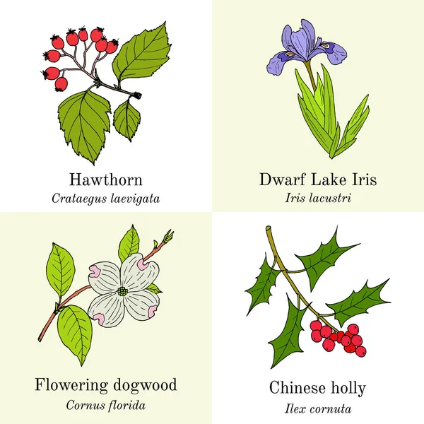 Set essbarer und medizinischer Pflanzen — Stockvektor