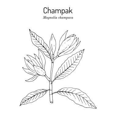 Şampanya ya da sarı yeşim taşı orkide ağacı manolya şampanyası, tıbbi bitki.