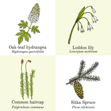 Yenilebilir ve tıbbi bitkiler.