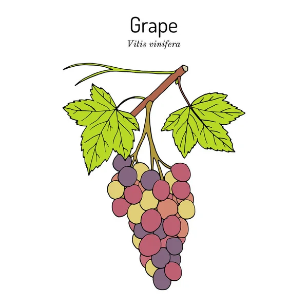 Uva, Vitis vinifera, ramo con foglie e frutti — Vettoriale Stock