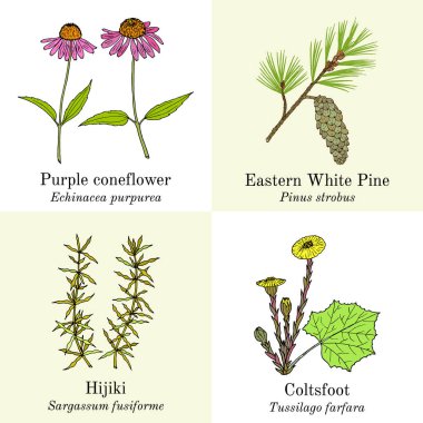 Yenilebilir ve tıbbi bitkiler.