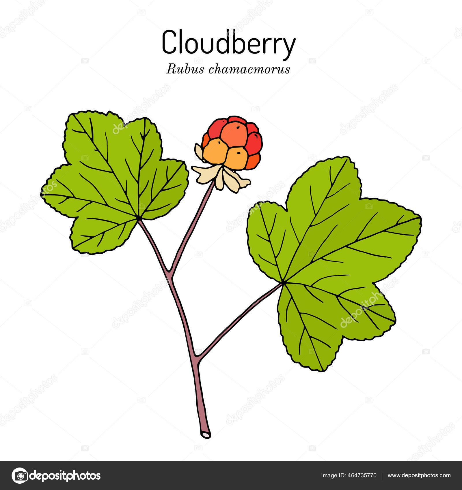 Salmonberry Drawing